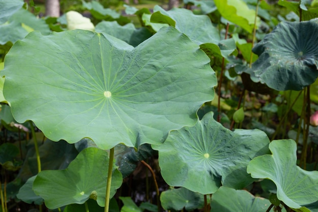 Lotus flower leaves in pond