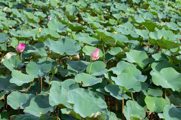 Lotus flower leaves in pond