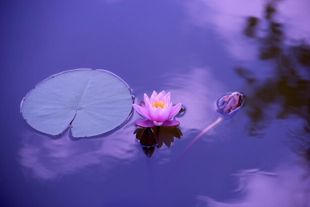 Premium Photo | Lotus flower lily pad image