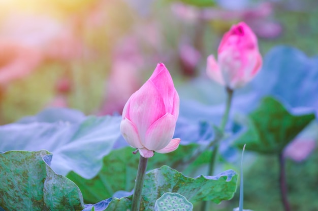 Foto fiore di loto e piante di fiori di loto