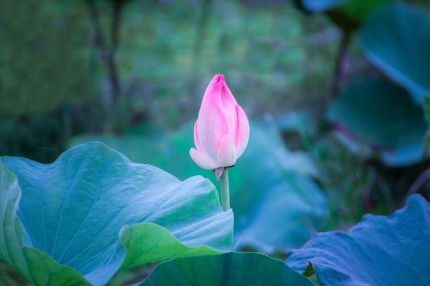 蓮の花と蓮の花の植物