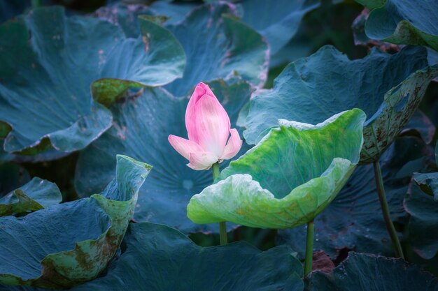 Foto fiore di loto e piante di fiori di loto