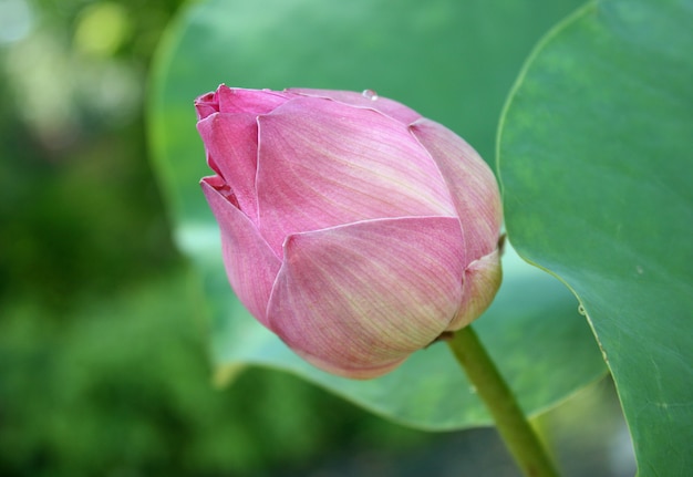 蓮の花と蓮の花の植物