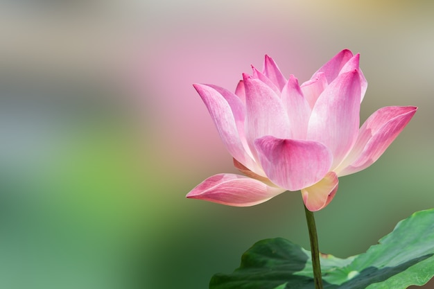 蓮の花と蓮の花の植物