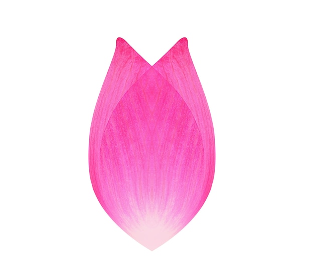 Lotus flower petal on white background