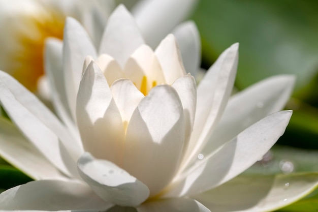 湖の蓮の花の植物。川に咲く蓮の花