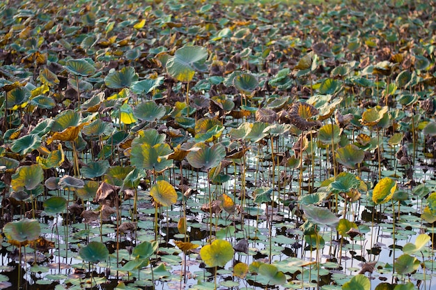 Lotus flower plantation  collecting  at morning, Thailand.