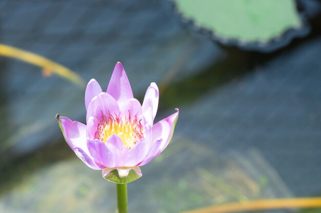 Lotus flower in pond, select focus. Purple and white lotus with sunlight.