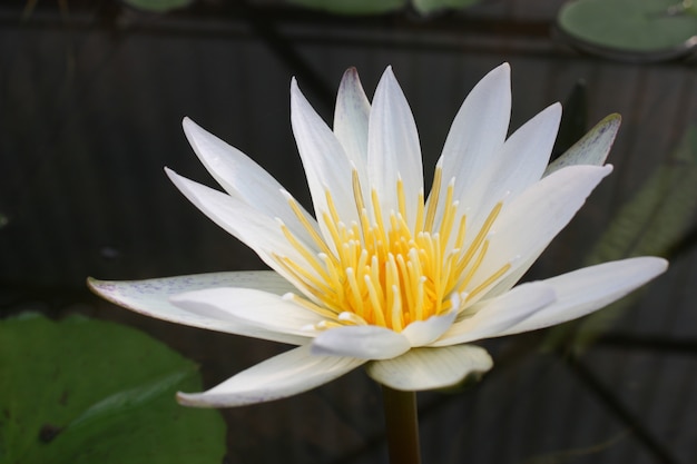 Lotus flower in pond,vintage tone colour