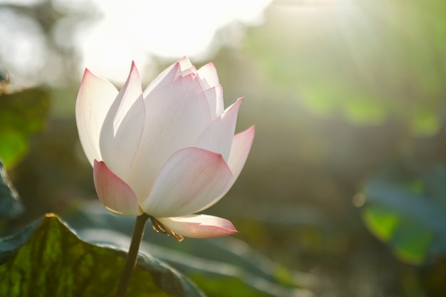 Lotus flower in pond with sunrise