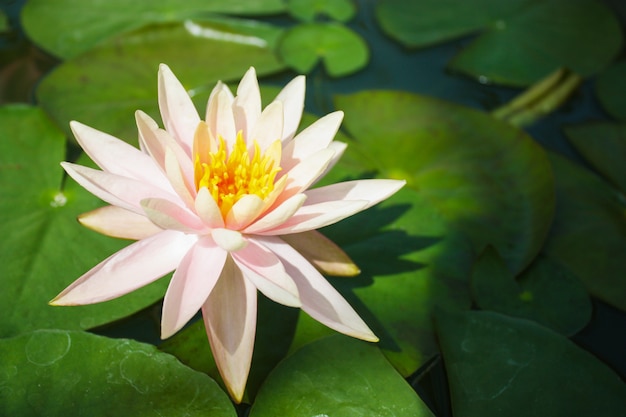 Lotus flower in pond