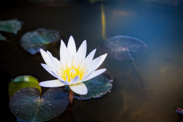 Lotus flower in pond