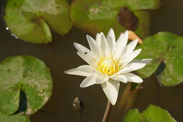 Lotus flower in the pond