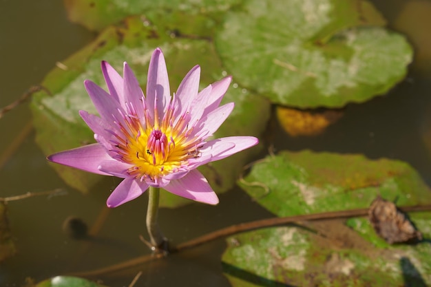 蓮の花の池