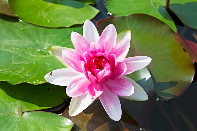 Lotus flower in pond