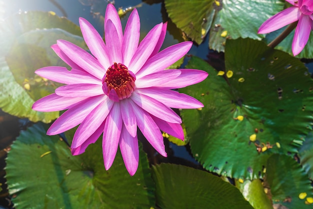 Lotus flower in the pond