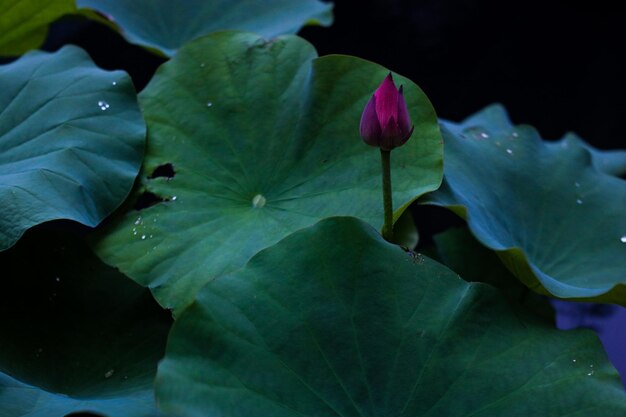 Foto un fiore di loto nello stagno