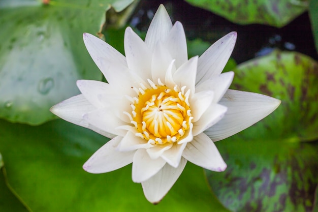 Lotus flower in the pool