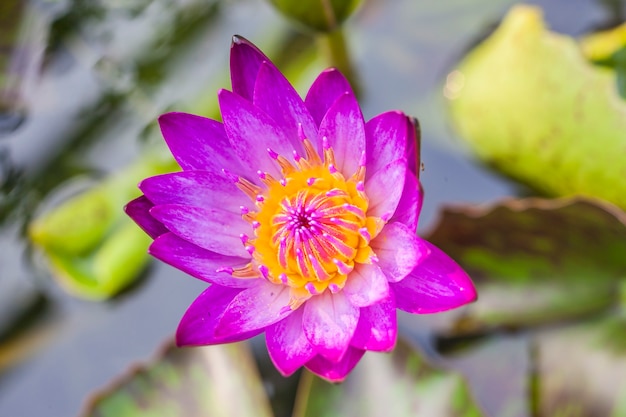 Fiore di loto in piscina