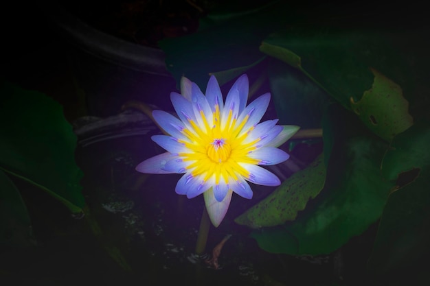 lotus flower purple in flowerpot have water