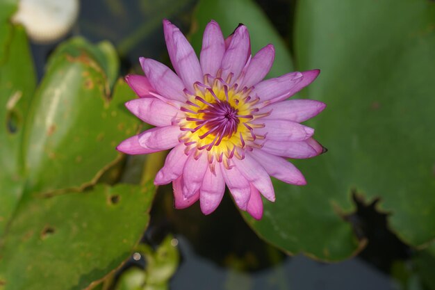 Lotus flower in reading park