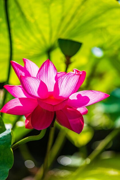 Lotus flower's delicate petals unfolding a symbol of purity amp spiritual enlightenment