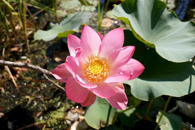 小さな貯水池の蓮の花