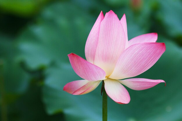 Lotus flower in summer