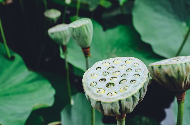 プールで育つ蓮の花