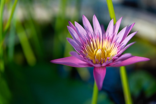 Lotus flower Tropical waterlily