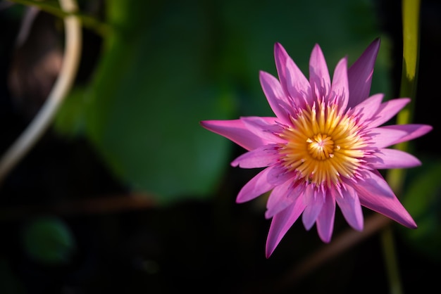 Lotus flower Tropical waterlily