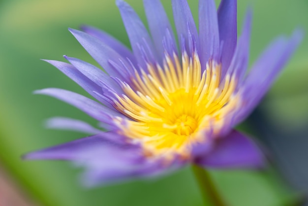 Foto fiore di loto ninfea tropicale