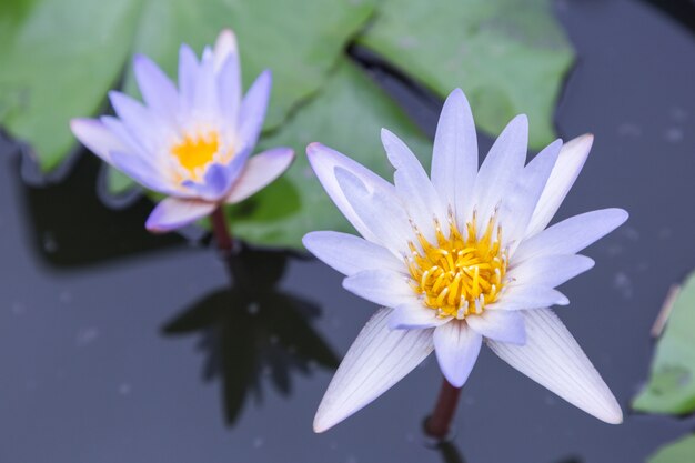 Lotus flower or water lily flower blooming in the pond. Nymphaea water lily.