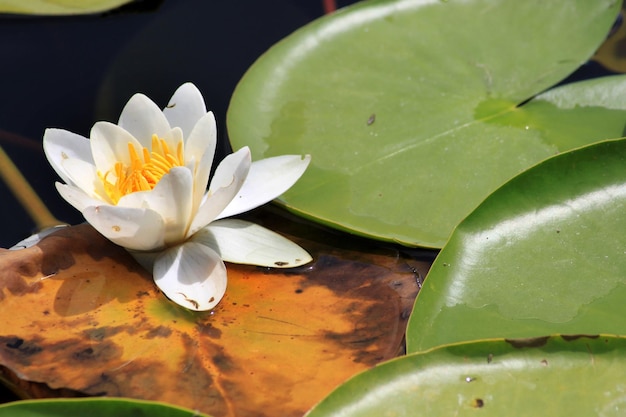 Lotus Flower on Water Lily