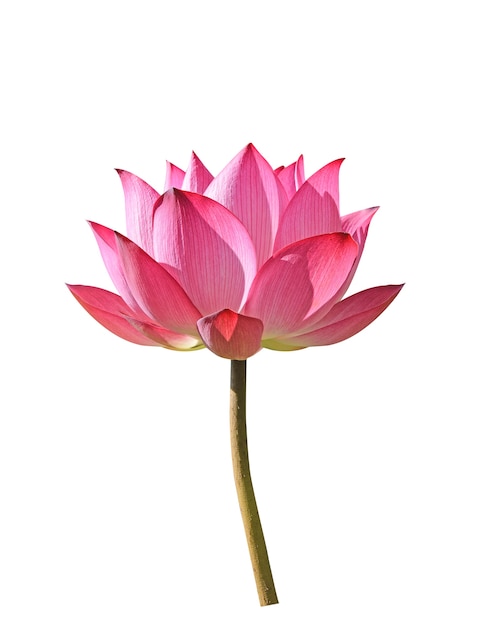 Photo lotus flower on white background