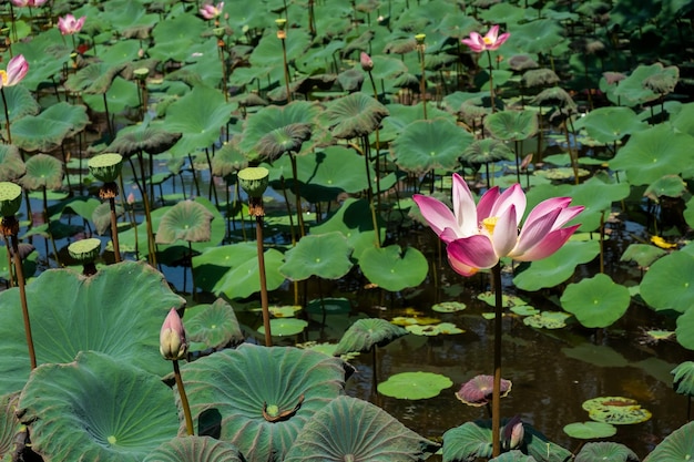 Foto fiore di loto nello stagno di loto selvatico con foglie verdi