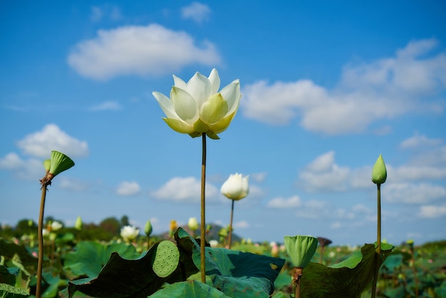 ハスの花