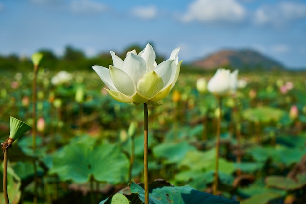 ハスの花