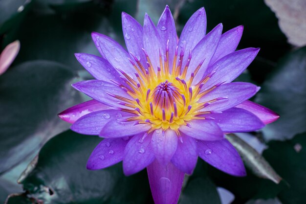 Photo lotus flower