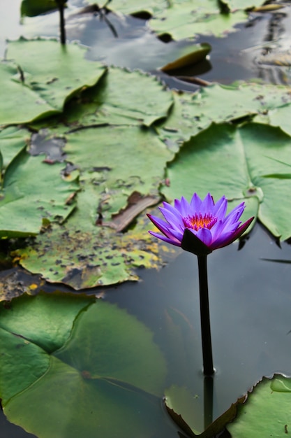 ハスの花