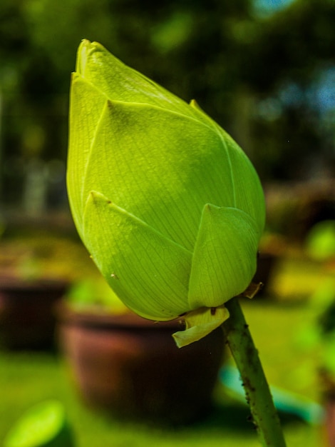 Foto fiore di loto