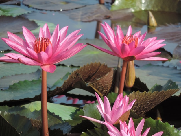 Photo lotus flower