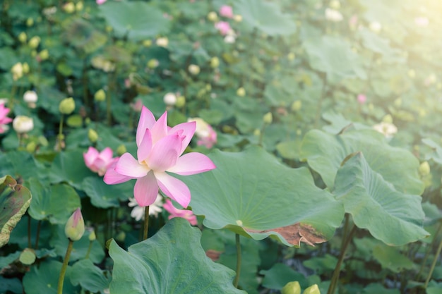 ハスの花