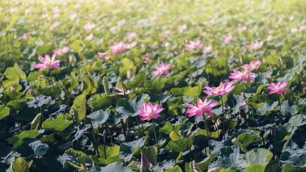 ハスの花