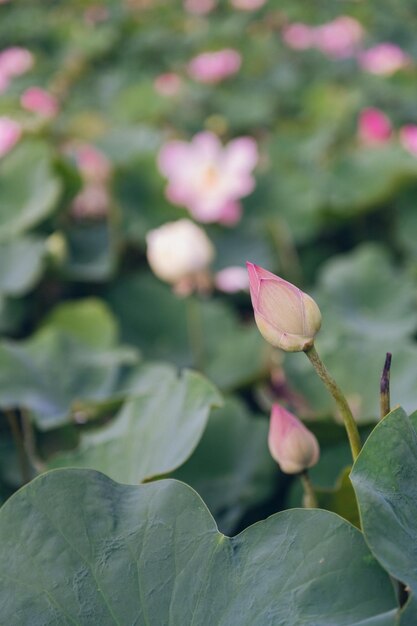 ハスの花