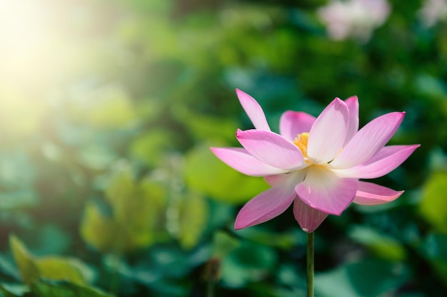 Lotus flower