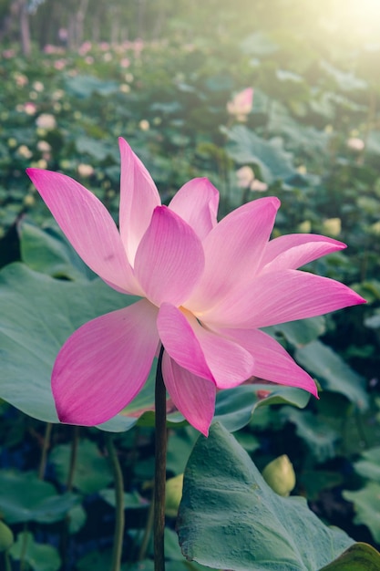 Lotus flower