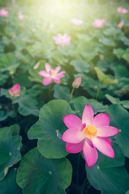 ハスの花