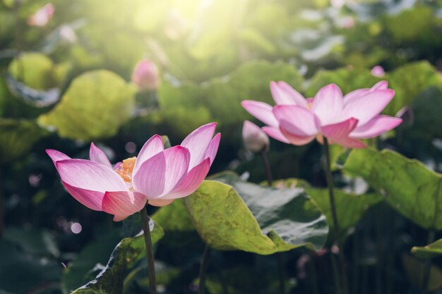 Lotus flower