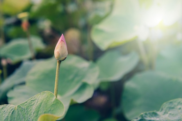 ハスの花